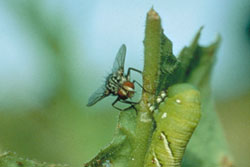 Tachinid Flies