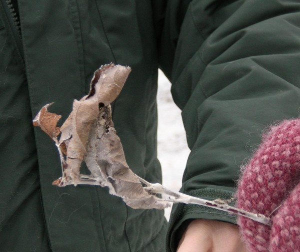 browntail moth larvae