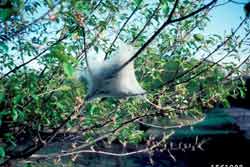 tent caterpillar tent