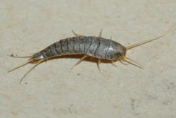 silverfish adult