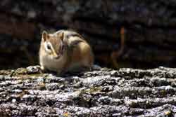 chipmunk on log