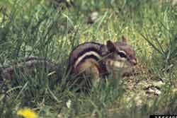 chipmunk in grass