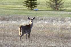 deer in field