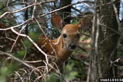 fawn in bushes