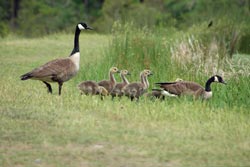 Canada Geese with young