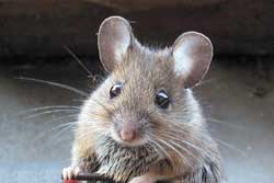 house mouse