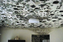 mold on ceiling