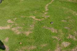 mole damage on lawn