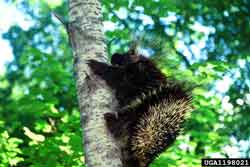 porcupine in tree