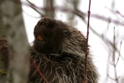 porcupine closeup