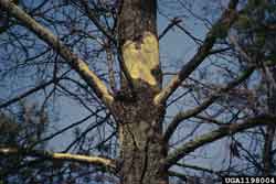 bark damage on tree