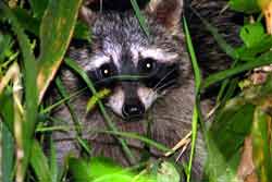 raccoon in bushes