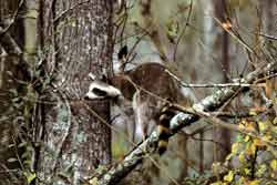 raccoon in tree