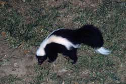 skunk