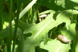 garden snail