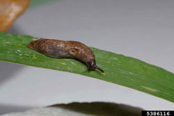 slug in garden