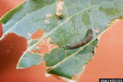 damage to leaf from slug