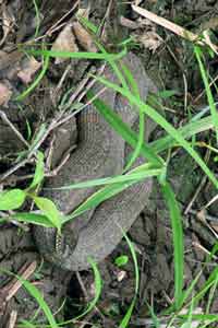 northern water snake