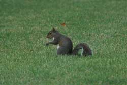 eastern gray squirrel