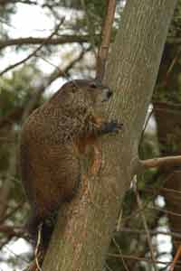 woodchuck in tree