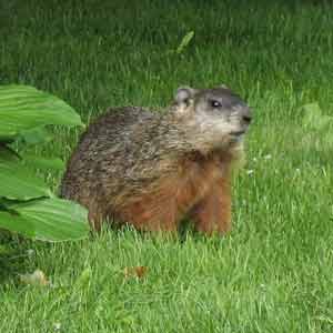 woodchuck in lawn