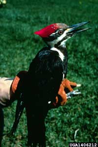 pileated woodpecker