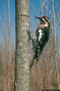 yellow-bellied sapsucker