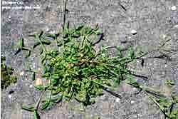 crabgrass habit