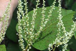 japanese knotweed flowers