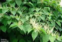 japanese knotweed plant