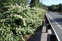 japanese knotweed along road