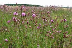 Canada thistle