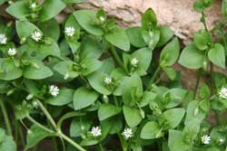 common chickweed