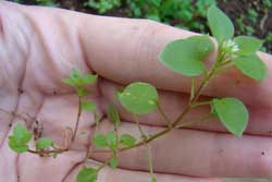 stem of common chickweed