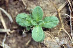 leaves of mouseear chickweed