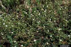 mouseear chickweed