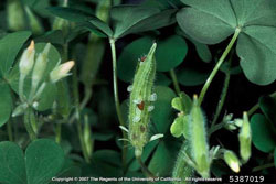 woodsorrel fruit