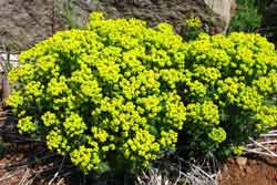 cypress spurge