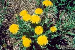 dandelion flowers