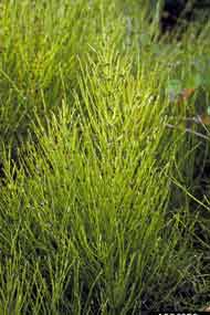 field horsetail