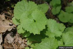 garlic mustard leaves