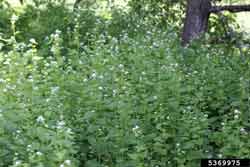 garlic mustard plant