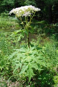 leaves of giant hogweed