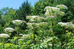 giant hogweed