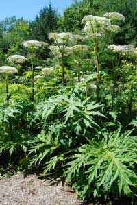 mature giant hogweed plants