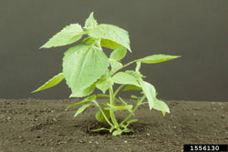 hairy galinsoga plant