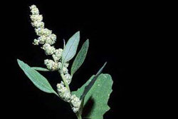 lambsquarters