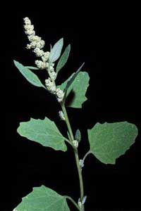 lambsquarters flower