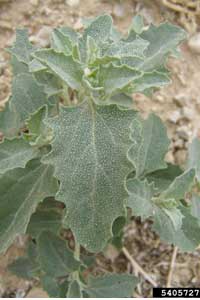 lambsquarters leaves