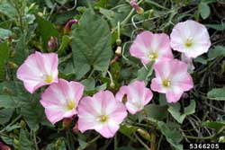 morning glory flowers